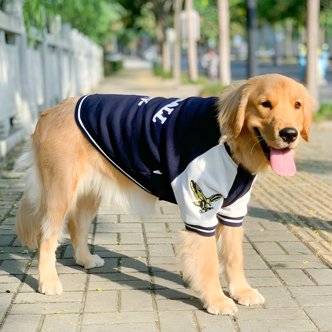STYLISH PET CLOTHING FOR EVERY SEASON LOOKS